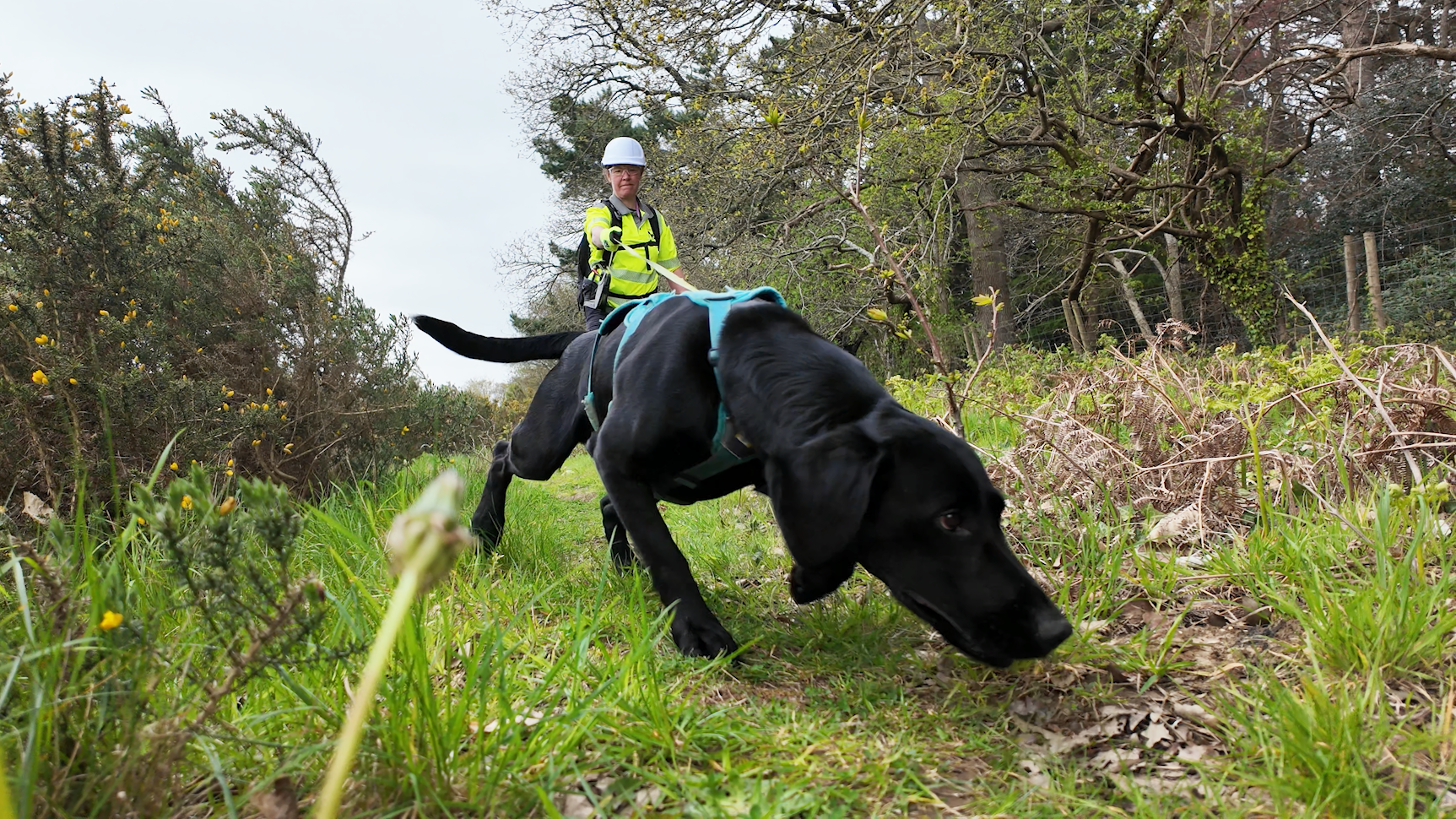 Sniffer dogs help tackle leakage in Hampshire