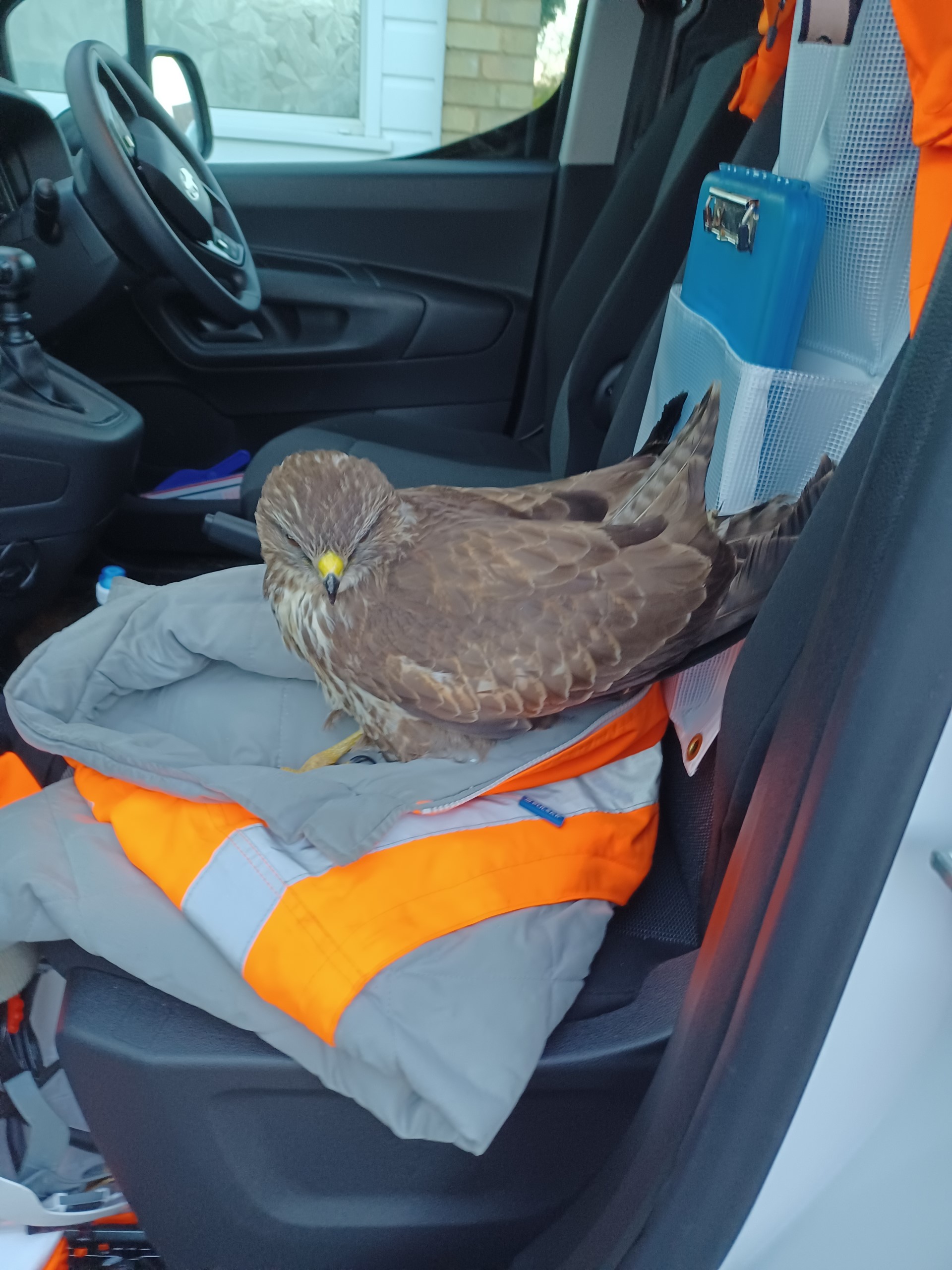 Buzzard Rescue and Release