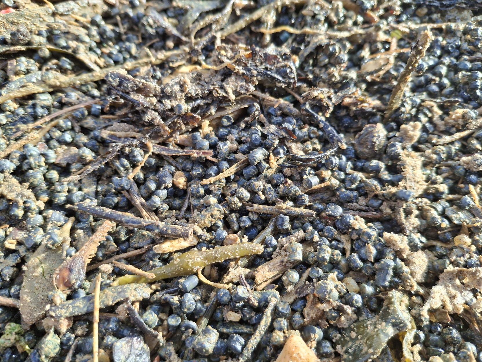 Beads washed ashore at Camber Sands