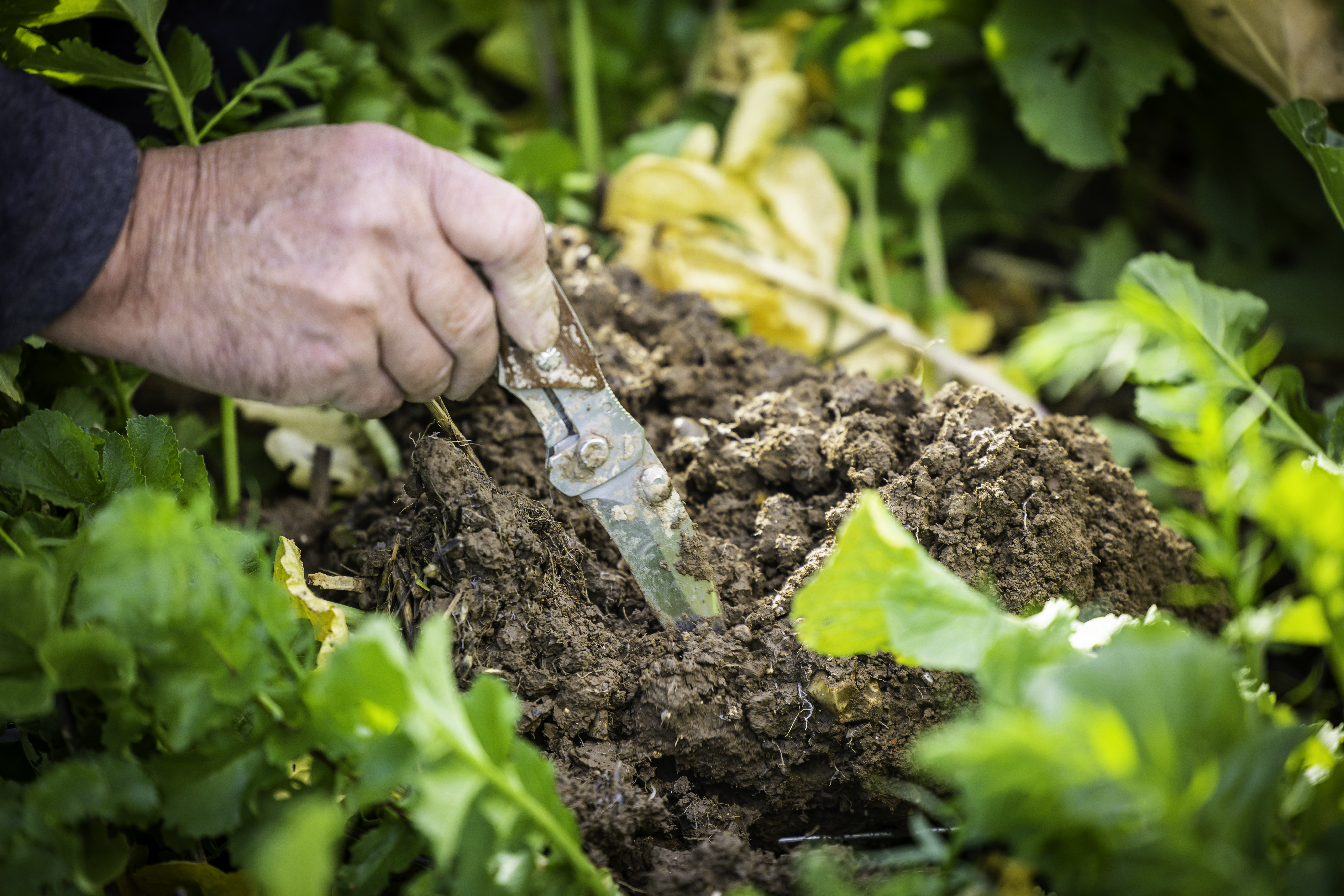 Man checking for soil health