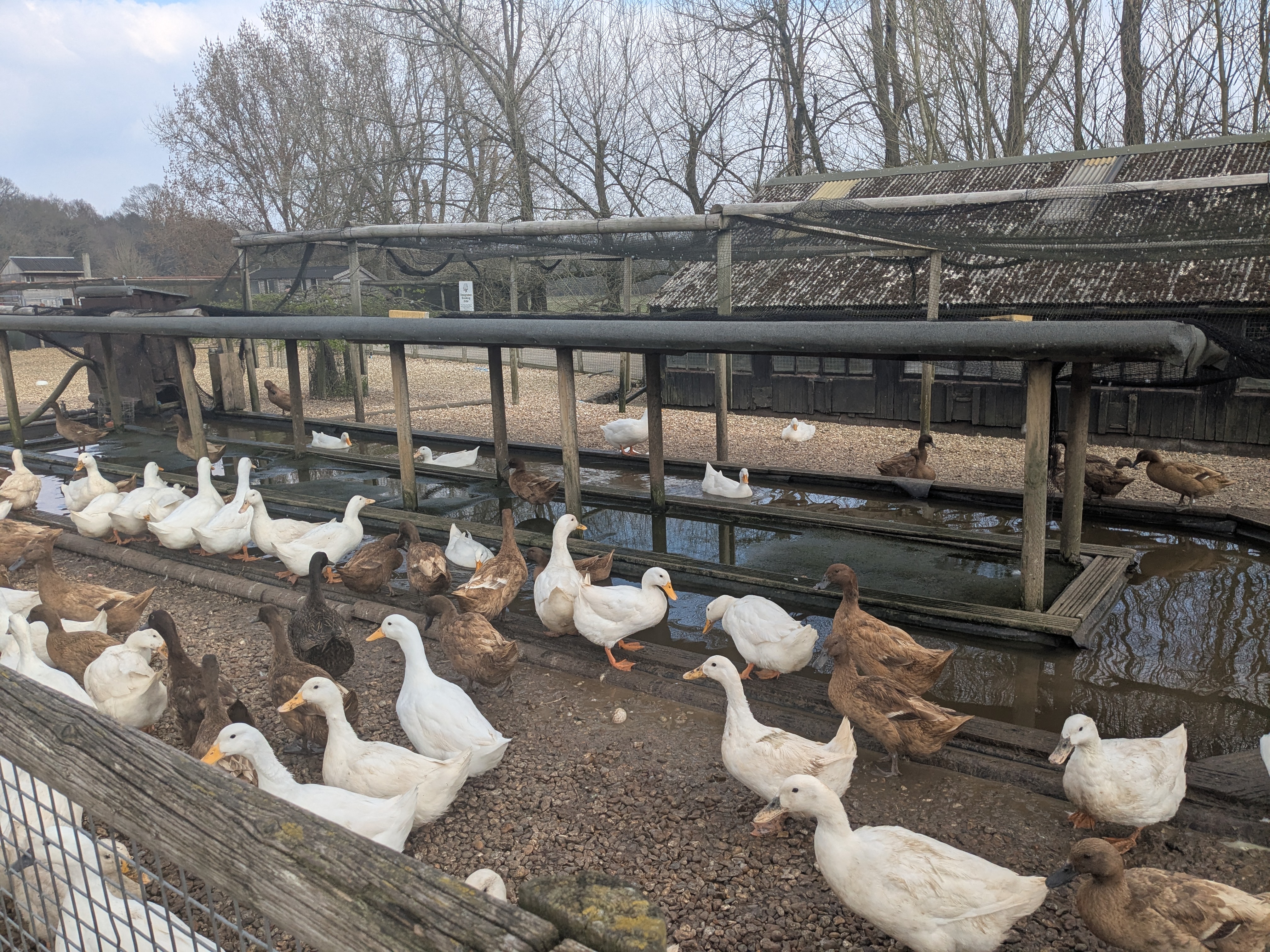 Farm Herds Rainwater For Duck Pond