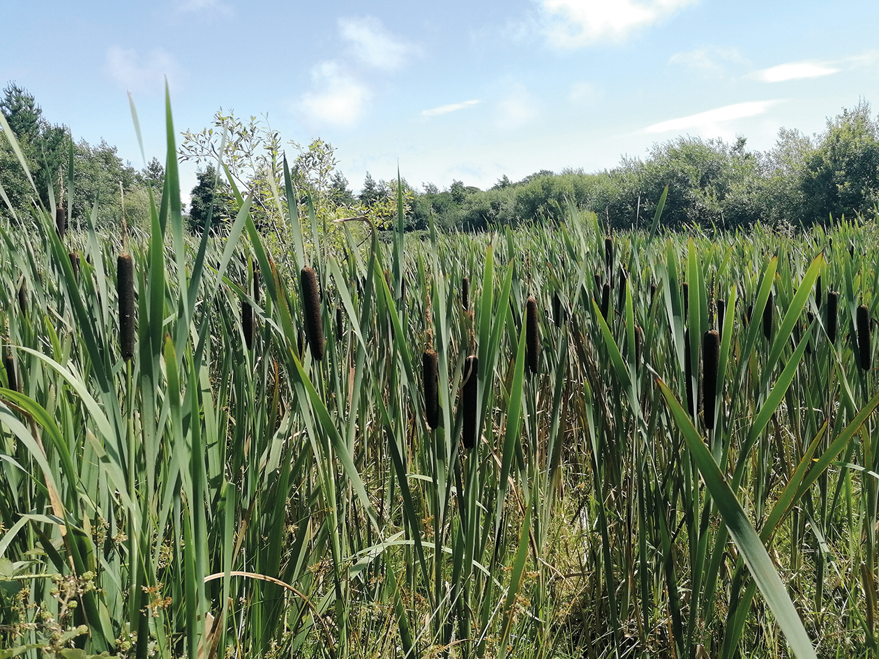 Work started on new Staplefield wetland