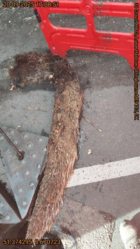 Leaf it out! Teams root out tree blocking sewer