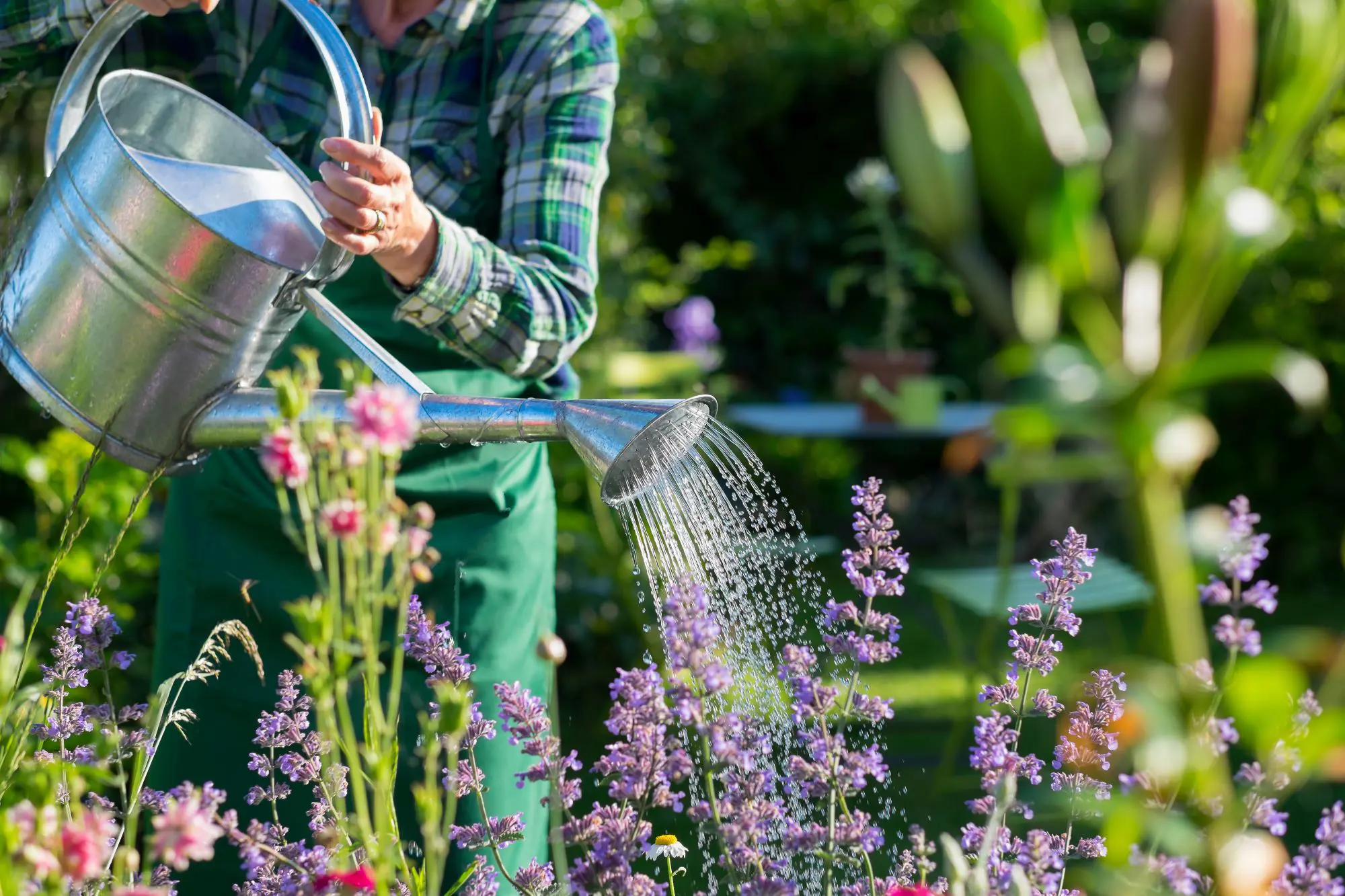 gardener watering purple flowers with a watering can