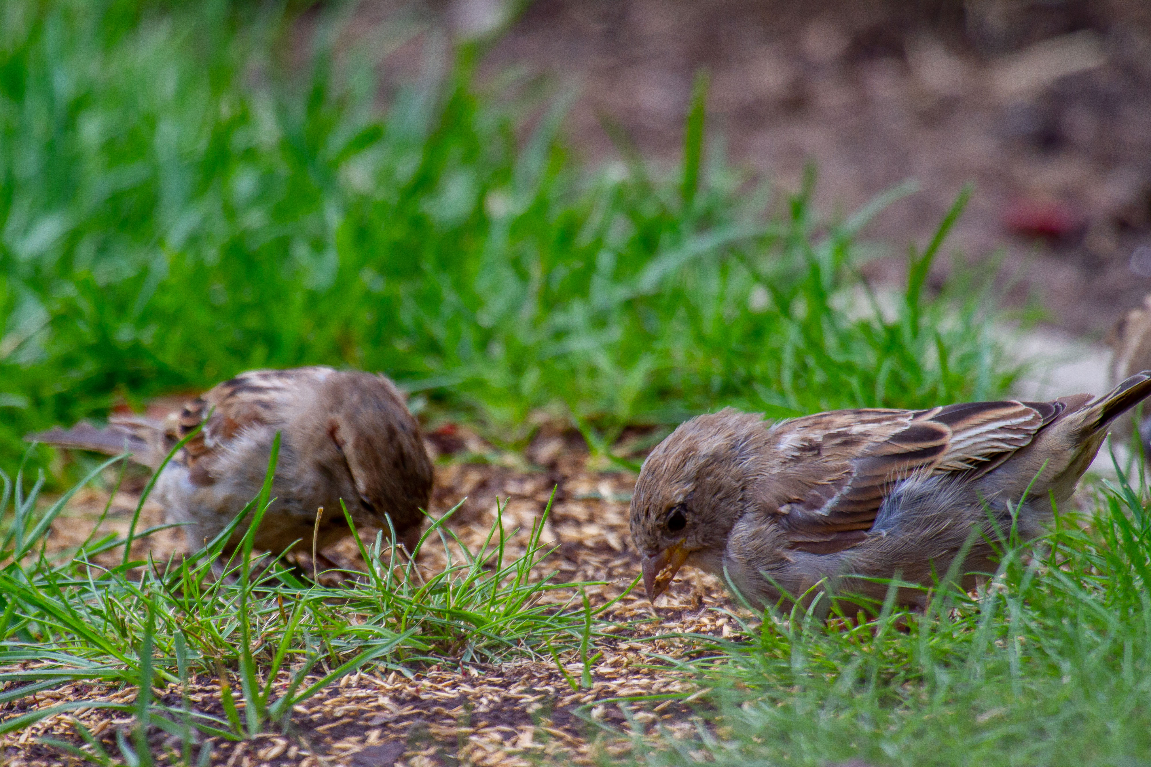 Change of ‘tweetment’ needed for sewer blocking birds